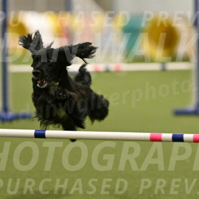 Falcon-Jessica-Murray-06262