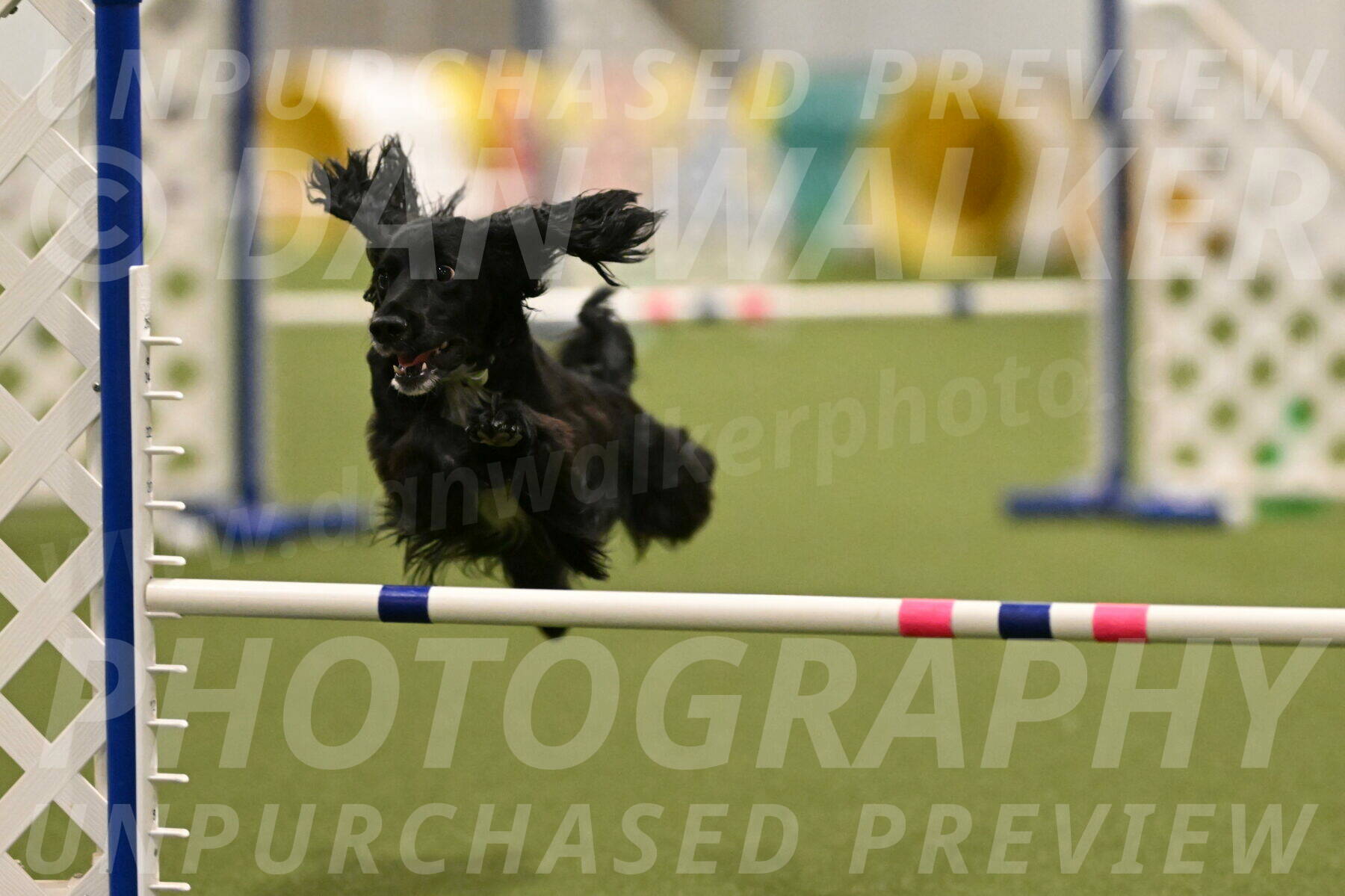 Falcon-Jessica-Murray-06262