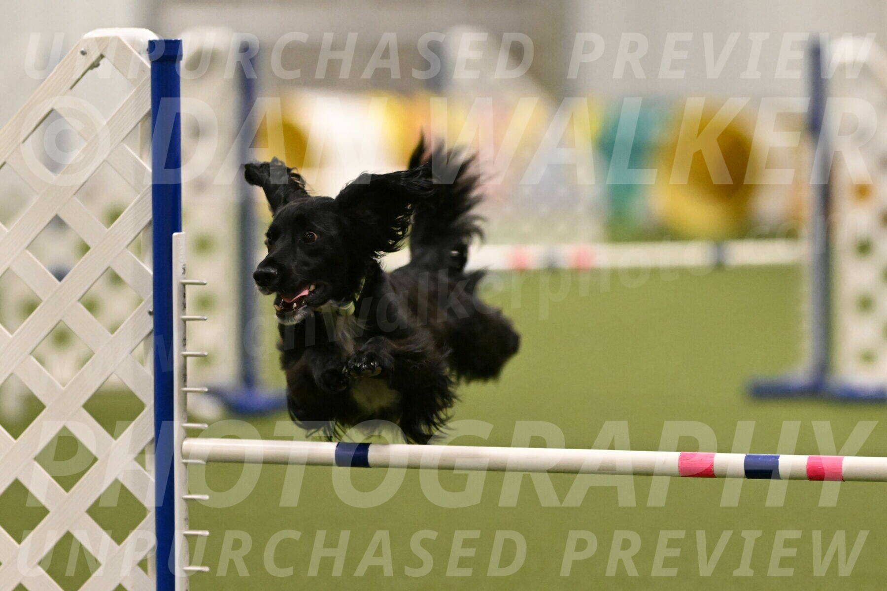 Falcon-Jessica-Murray-06263