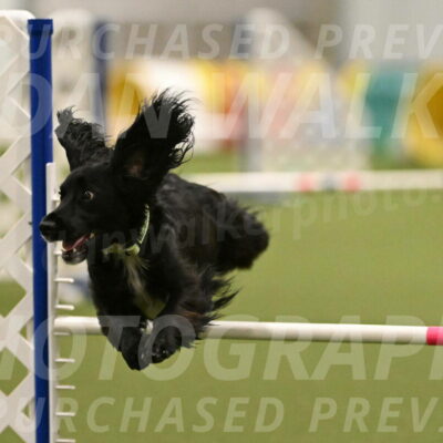 Falcon-Jessica-Murray-06264