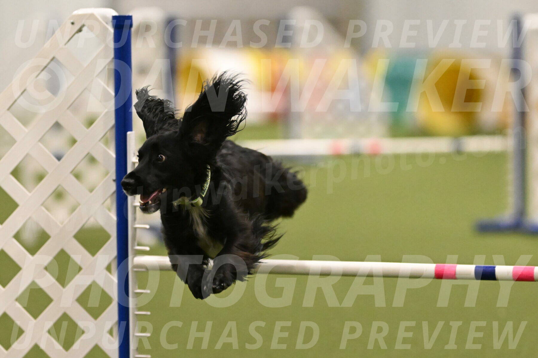 Falcon-Jessica-Murray-06264