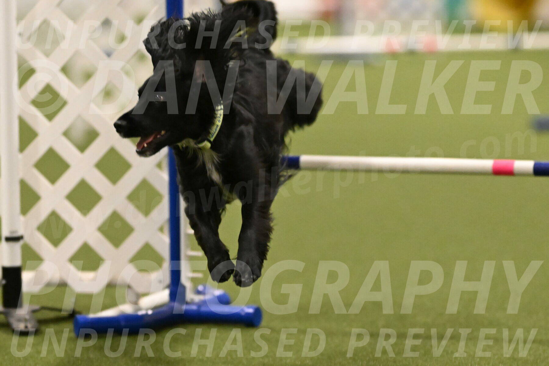 Falcon-Jessica-Murray-06265