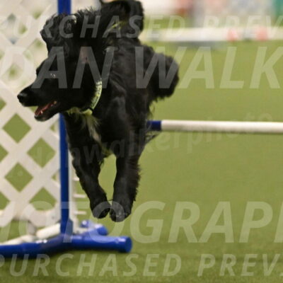 Falcon-Jessica-Murray-06265