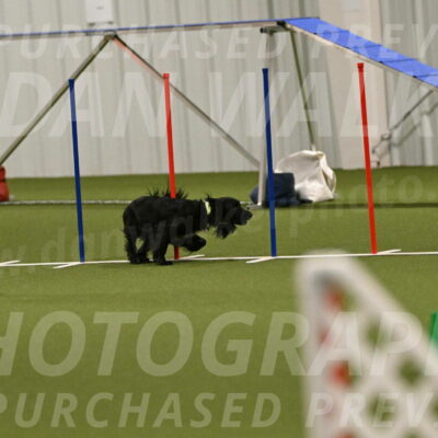 Falcon-Jessica-Murray-06266