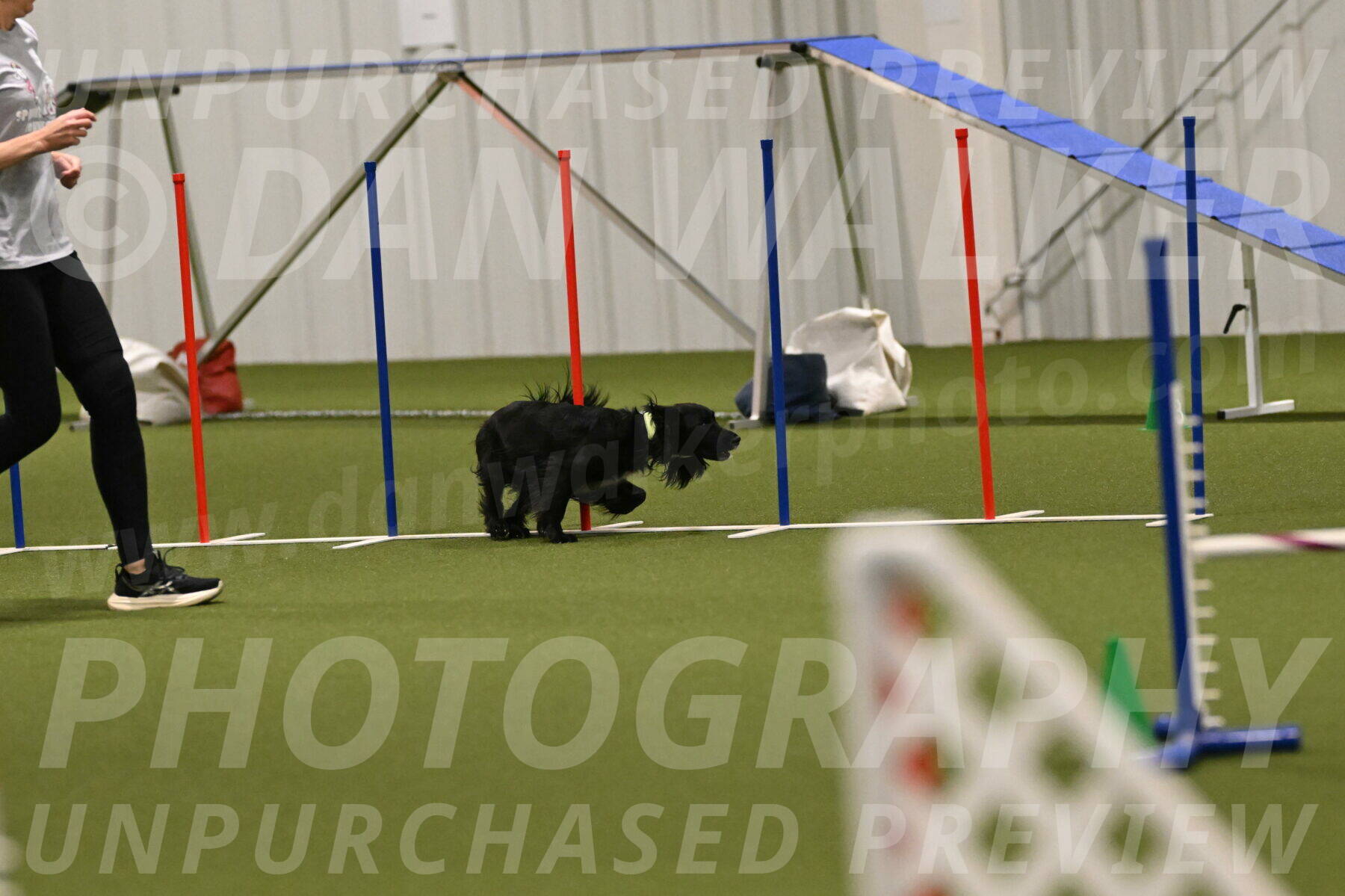 Falcon-Jessica-Murray-06266