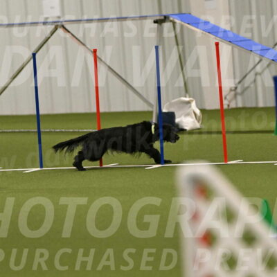 Falcon-Jessica-Murray-06267