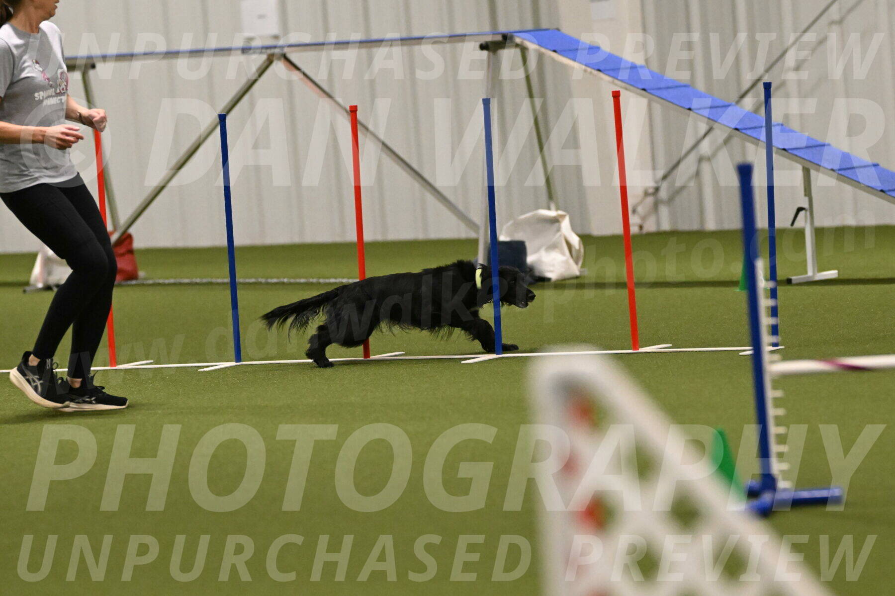 Falcon-Jessica-Murray-06267