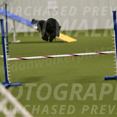 Falcon-Jessica-Murray-06268