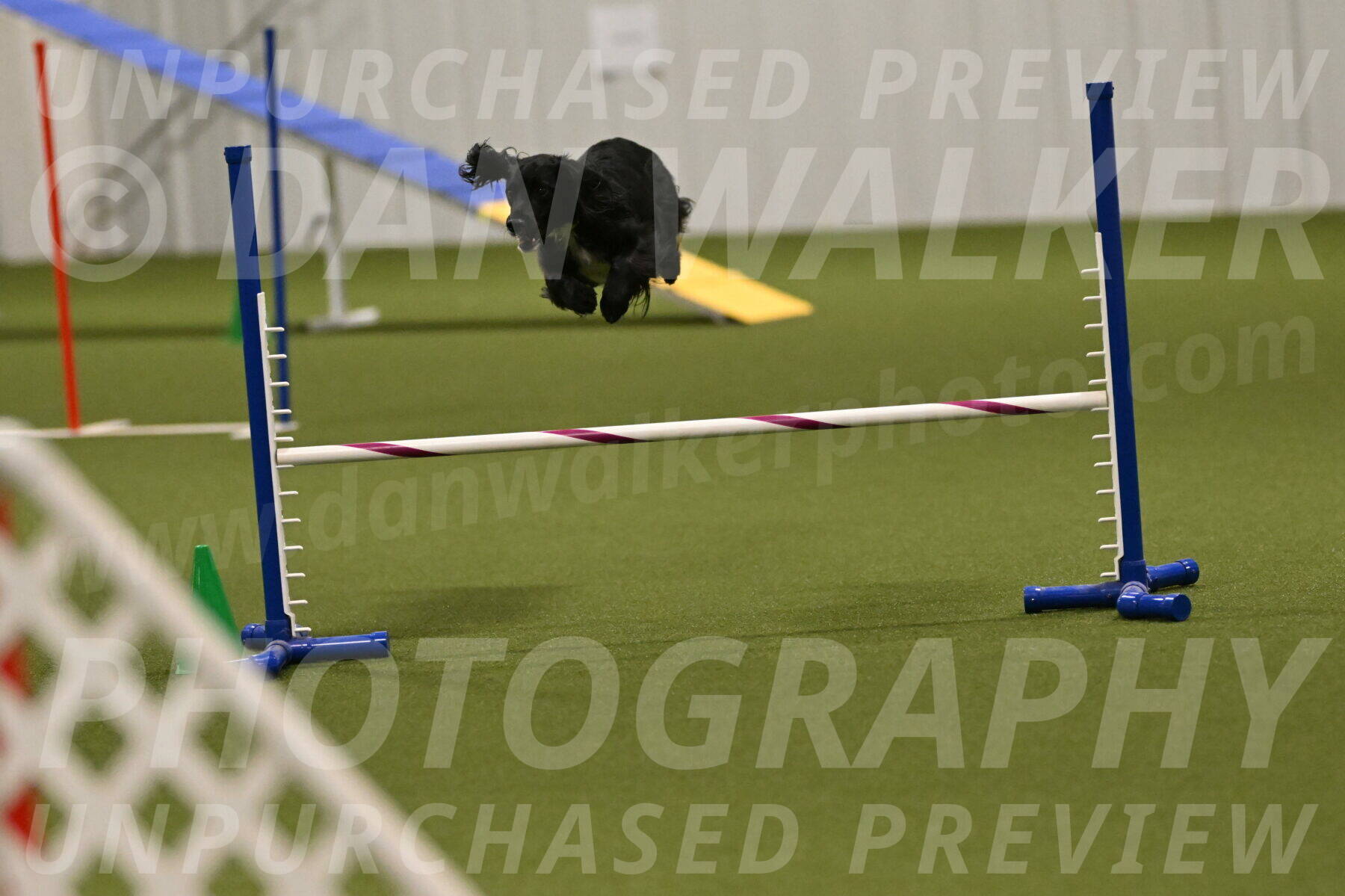 Falcon-Jessica-Murray-06268