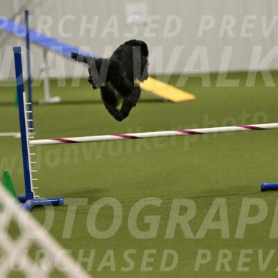 Falcon-Jessica-Murray-06269