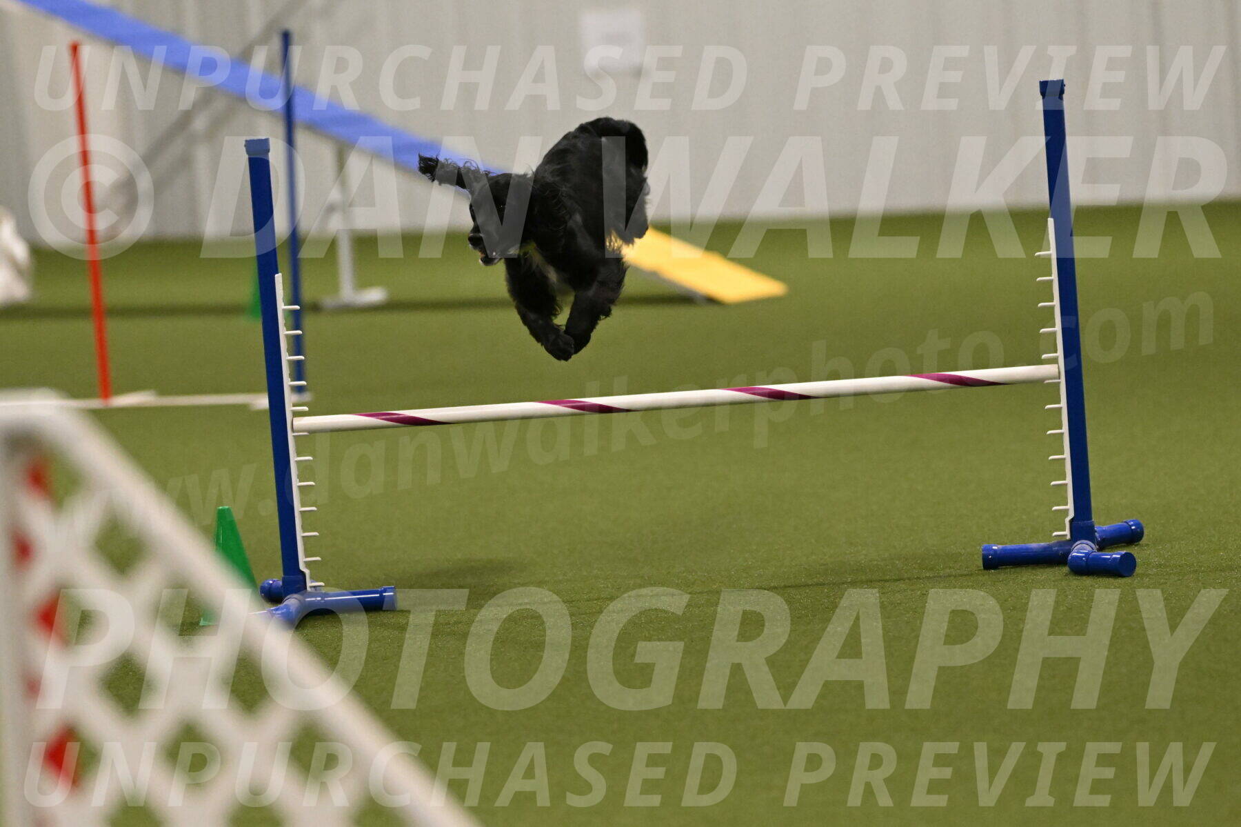 Falcon-Jessica-Murray-06269