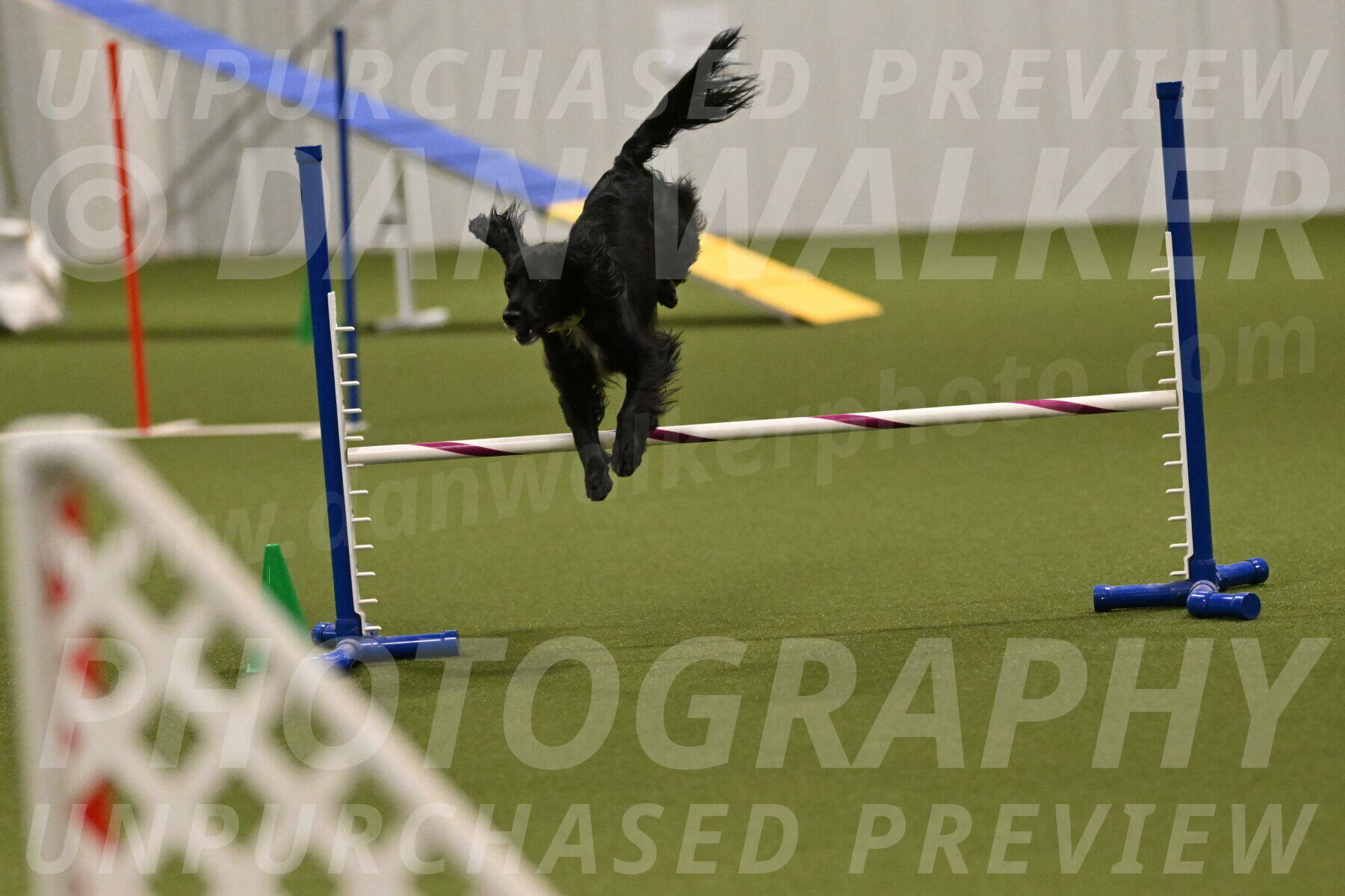 Falcon-Jessica-Murray-06270