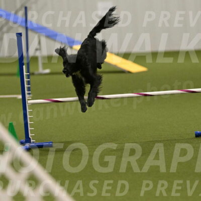 Falcon-Jessica-Murray-06270