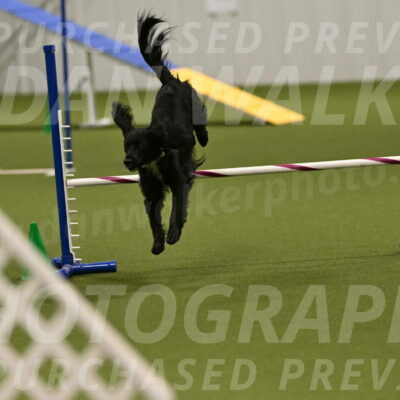 Falcon-Jessica-Murray-06271