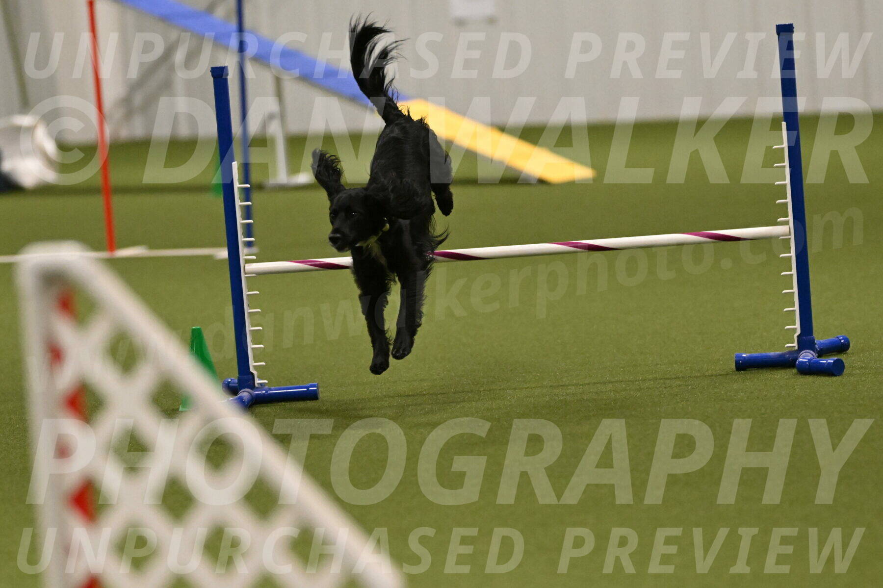 Falcon-Jessica-Murray-06271