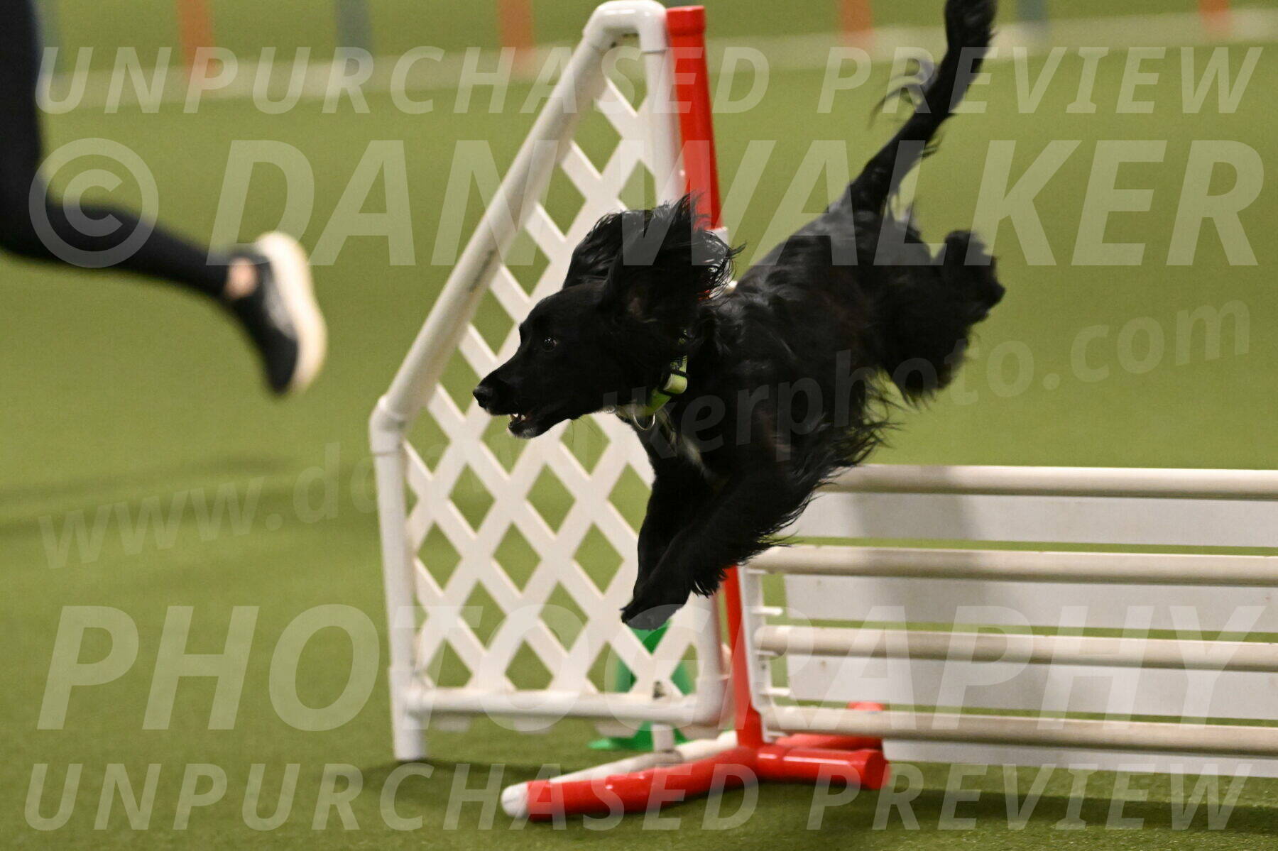 Falcon-Jessica-Murray-06272