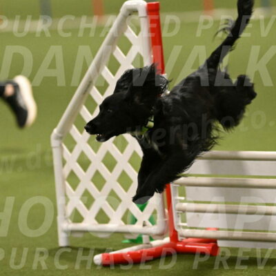 Falcon-Jessica-Murray-06272