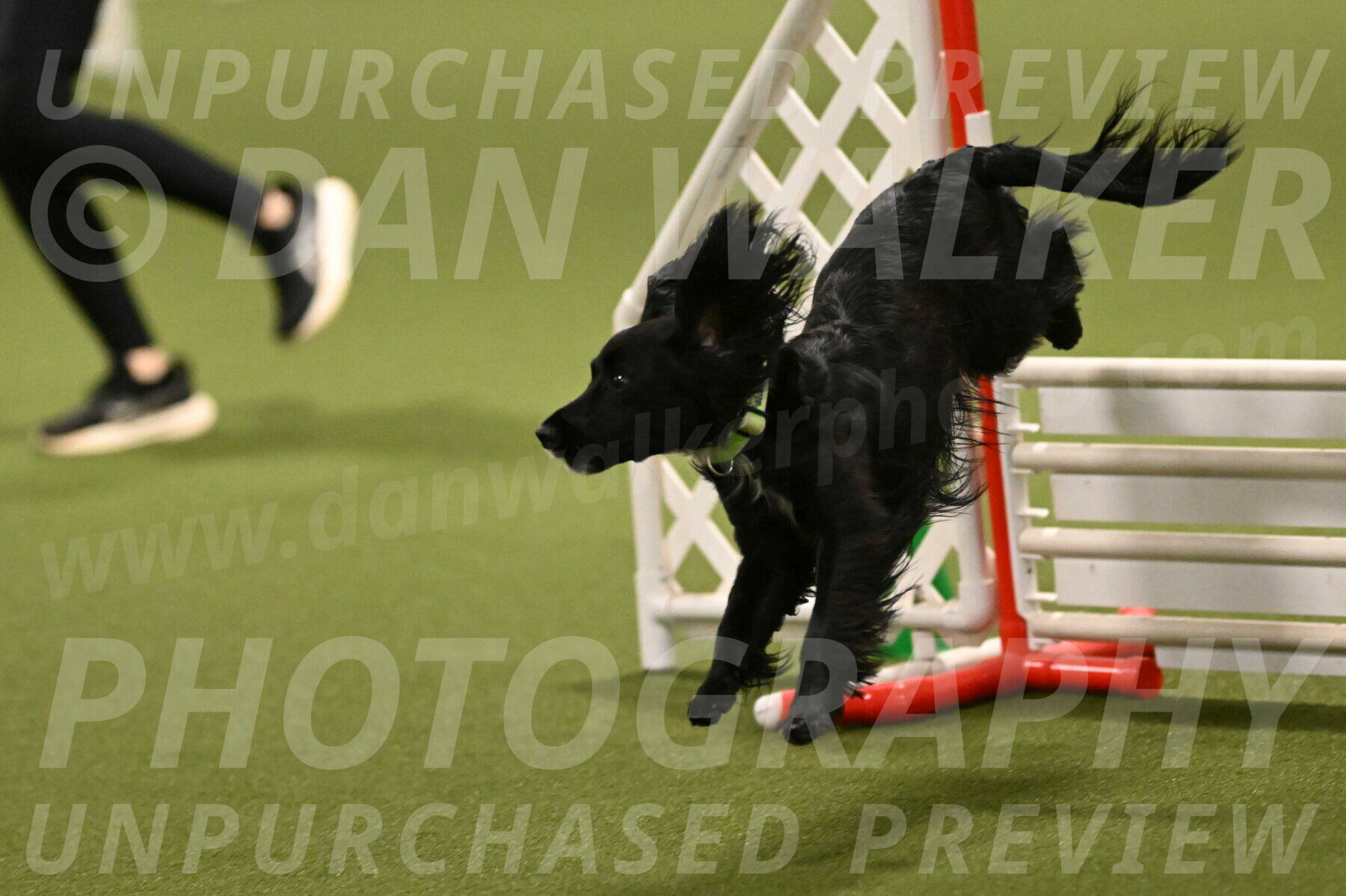 Falcon-Jessica-Murray-06273