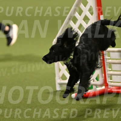 Falcon-Jessica-Murray-06273