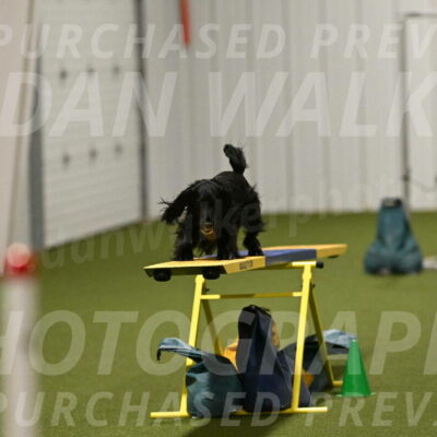 Falcon-Jessica-Murray-06274