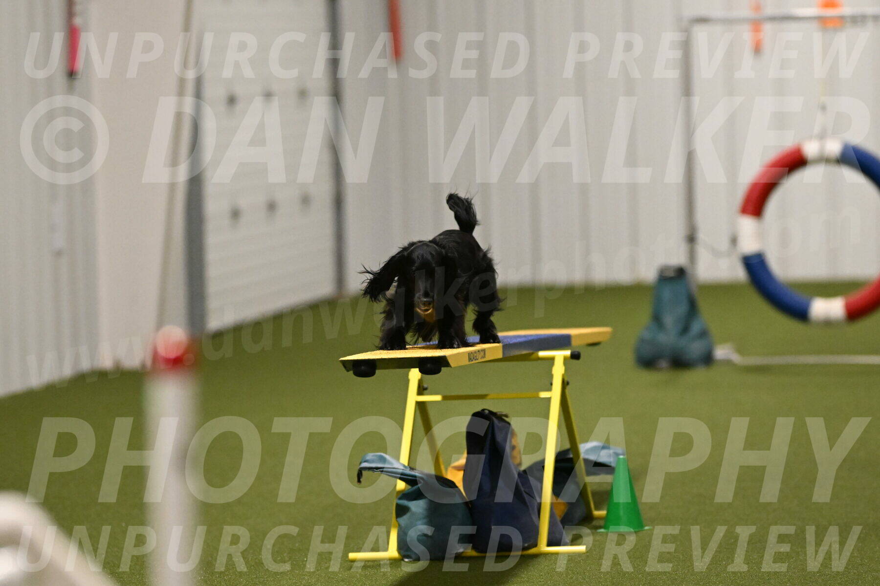 Falcon-Jessica-Murray-06274