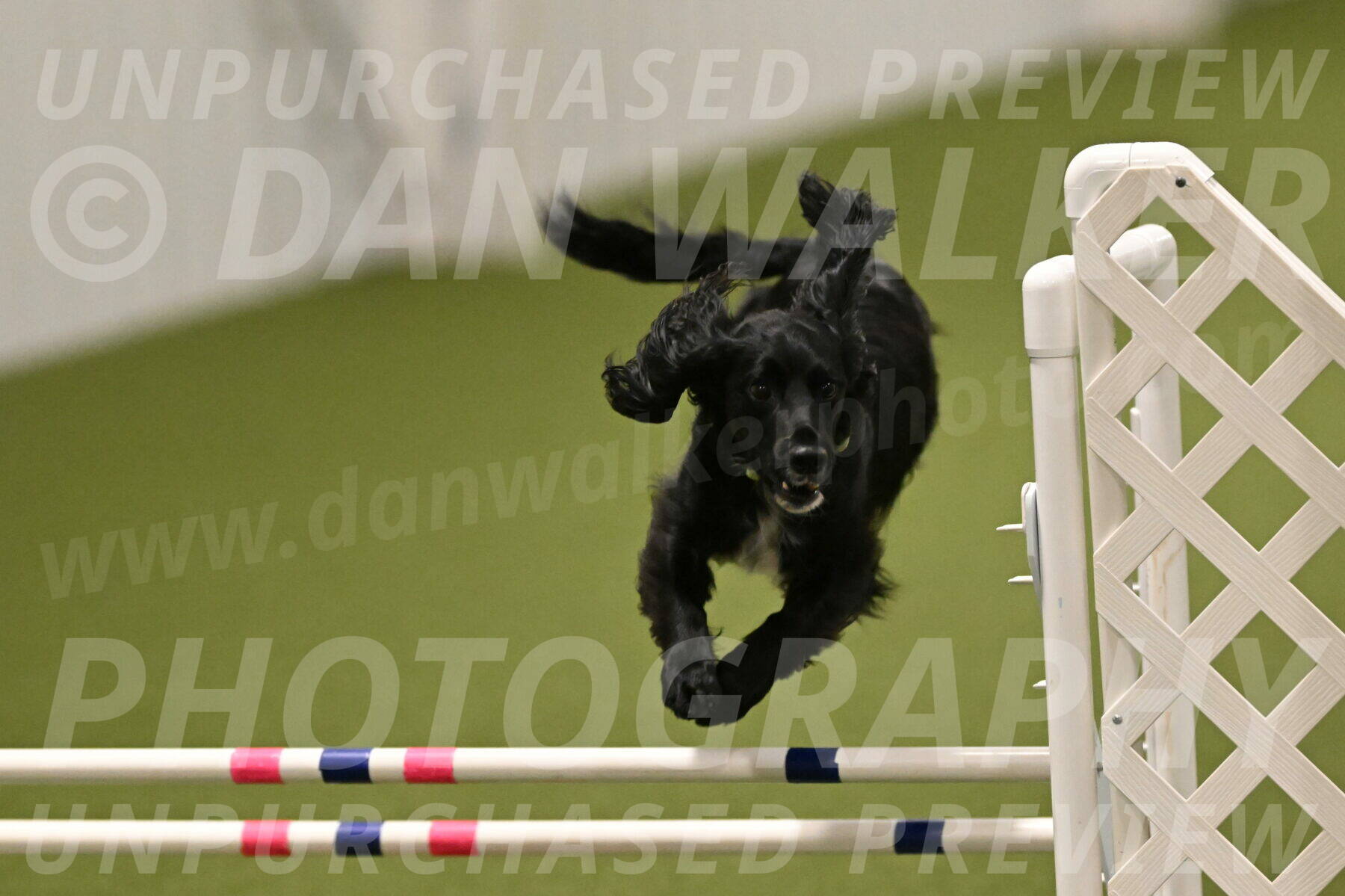 Falcon-Jessica-Murray-06275