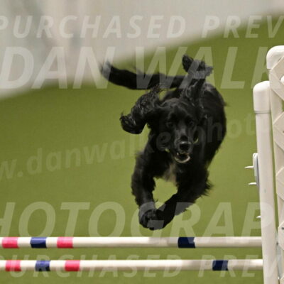 Falcon-Jessica-Murray-06275