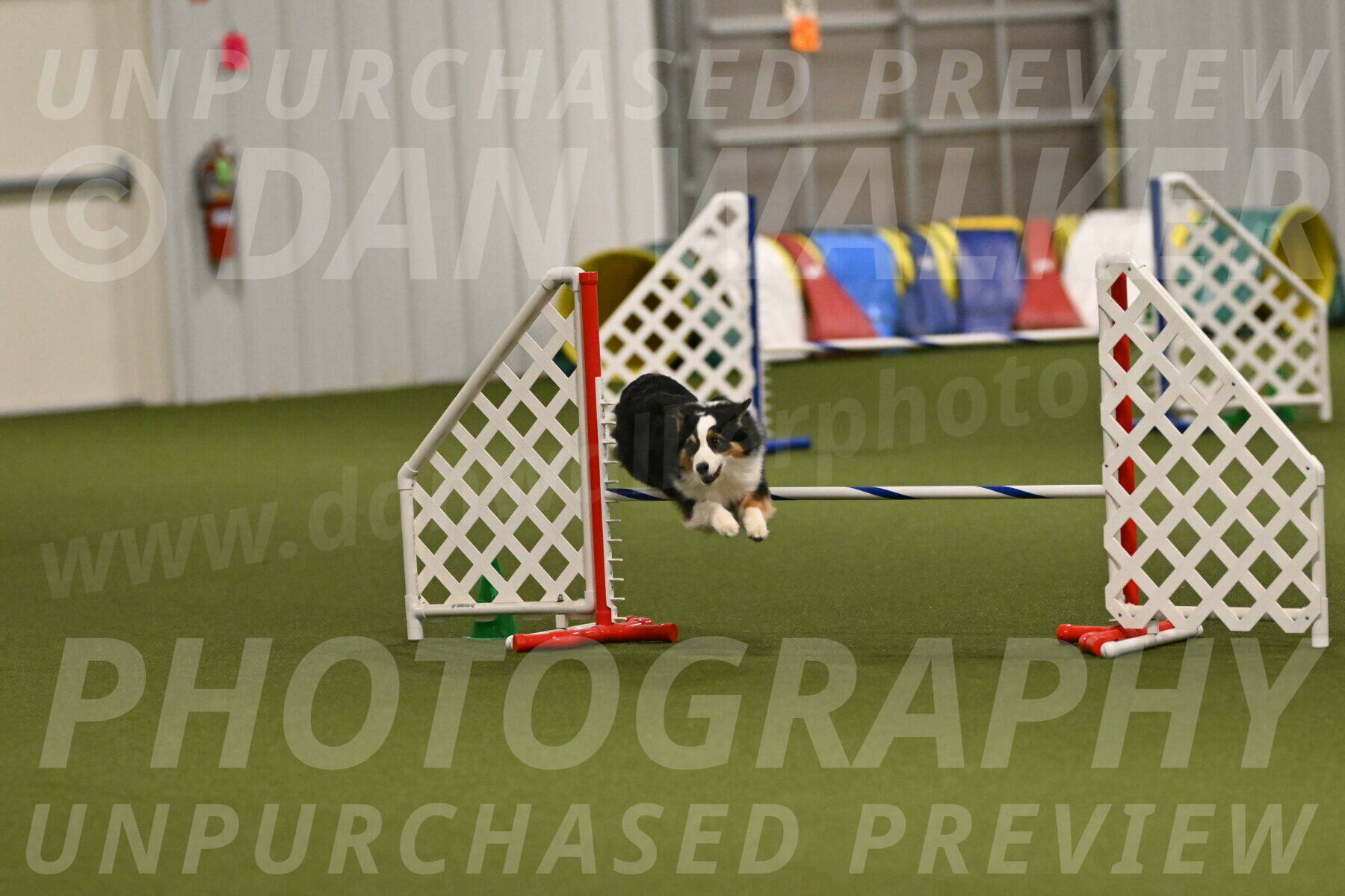 Falcon-Jessica-Murray-06276