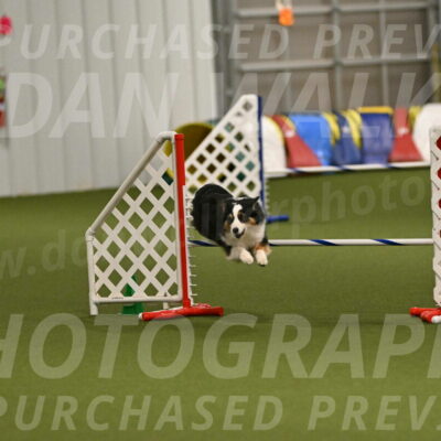 Falcon-Jessica-Murray-06276