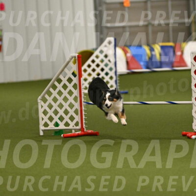 Falcon-Jessica-Murray-06277