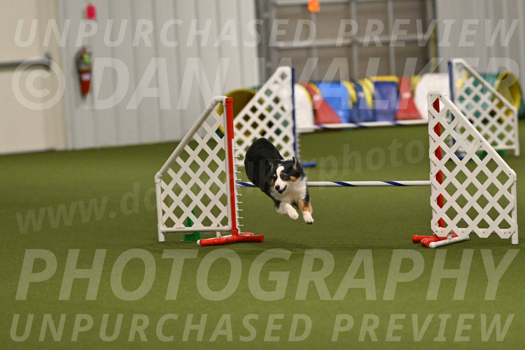 Falcon-Jessica-Murray-06277