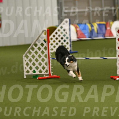 Falcon-Jessica-Murray-06278