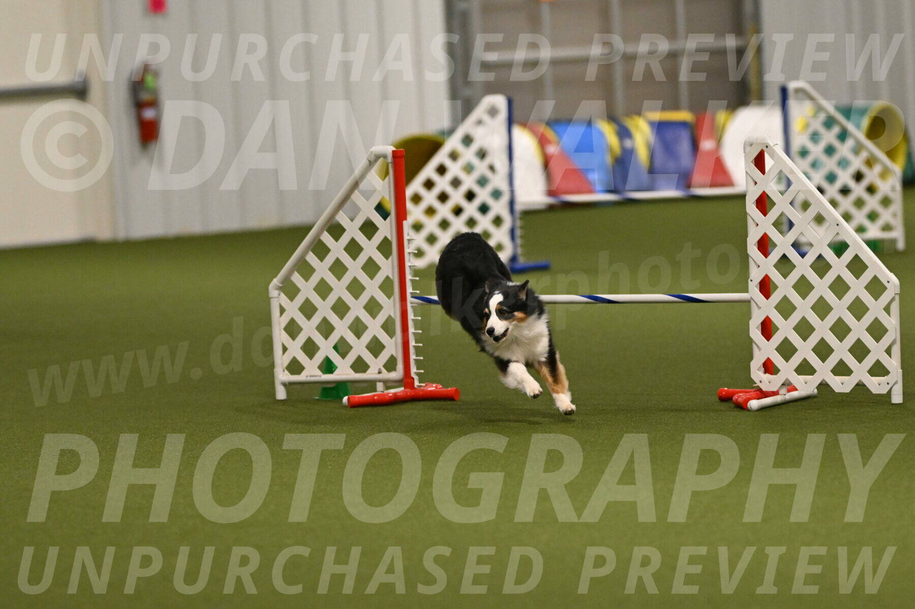 Falcon-Jessica-Murray-06278