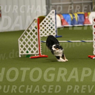 Falcon-Jessica-Murray-06279