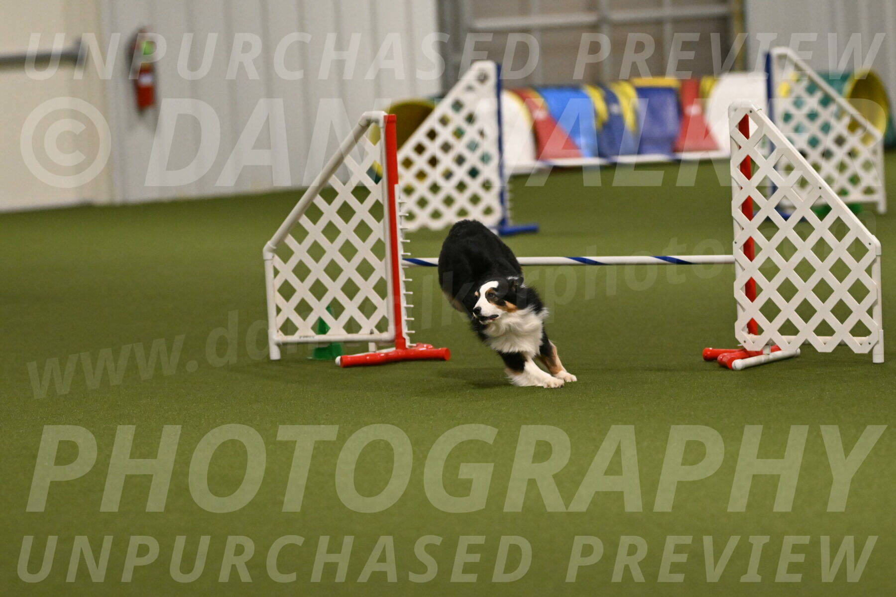 Falcon-Jessica-Murray-06279