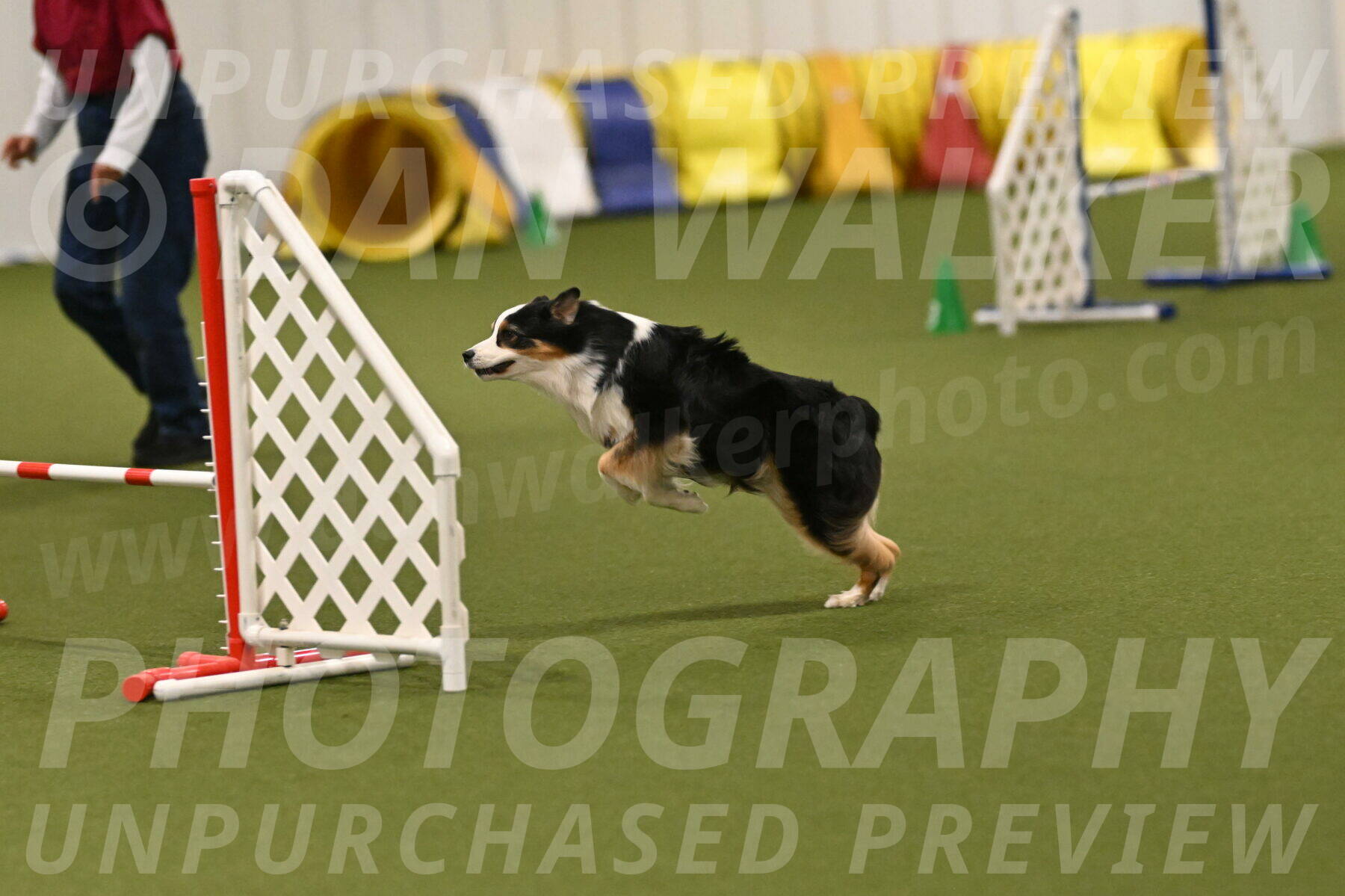 Falcon-Jessica-Murray-06280