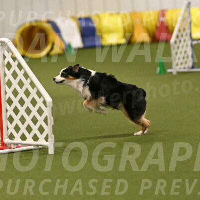 Falcon-Jessica-Murray-06280