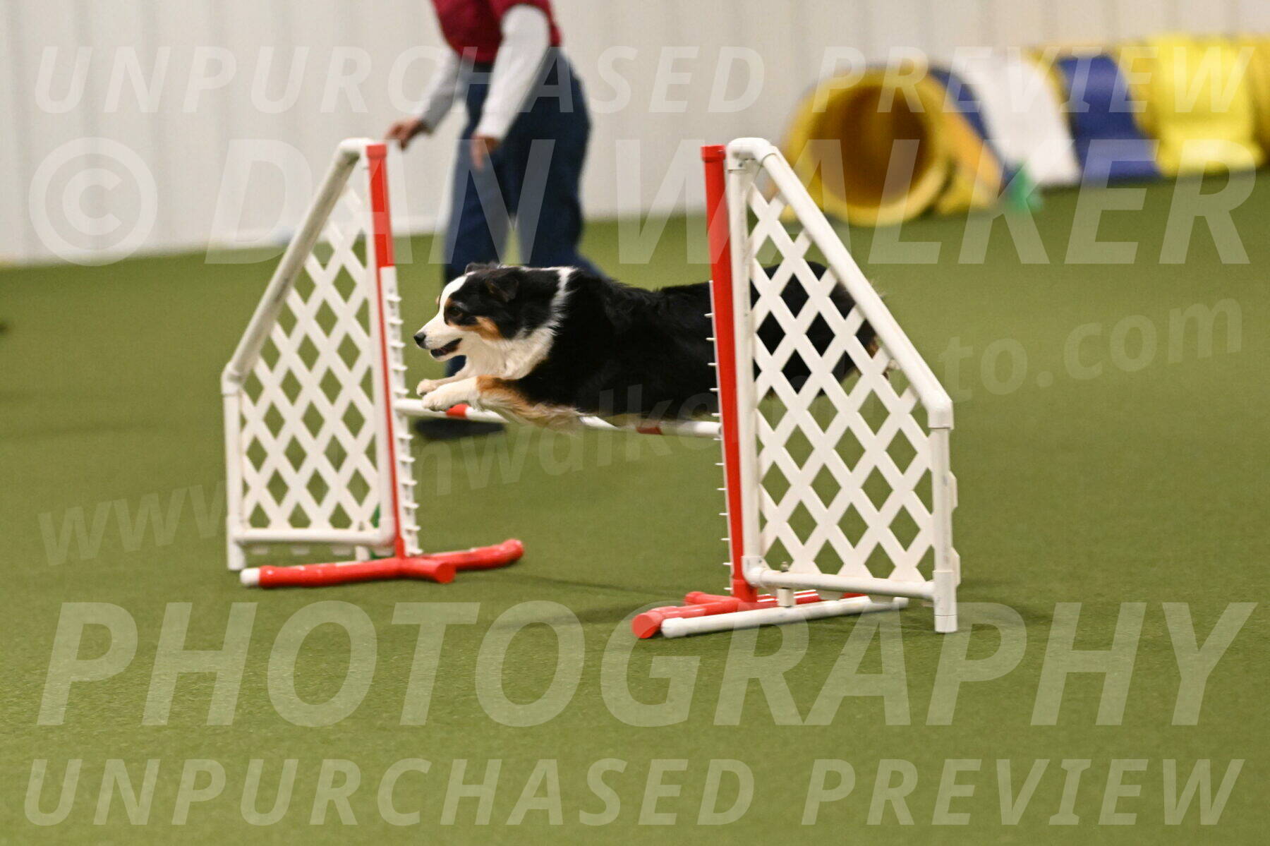 Falcon-Jessica-Murray-06281