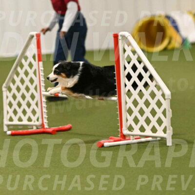 Falcon-Jessica-Murray-06281