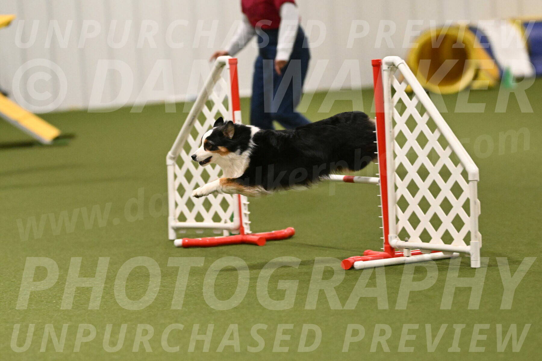 Falcon-Jessica-Murray-06282