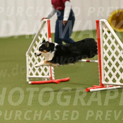 Falcon-Jessica-Murray-06282