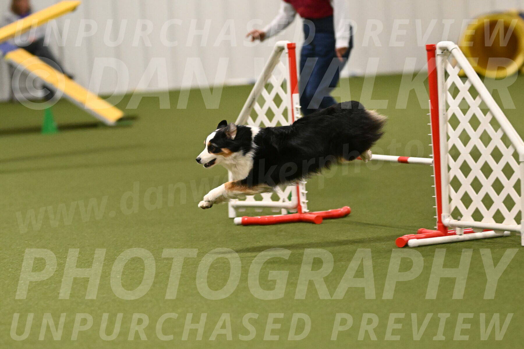 Falcon-Jessica-Murray-06283