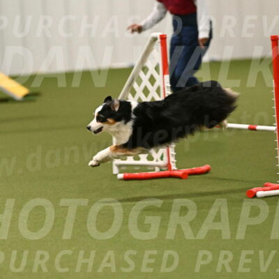 Falcon-Jessica-Murray-06283