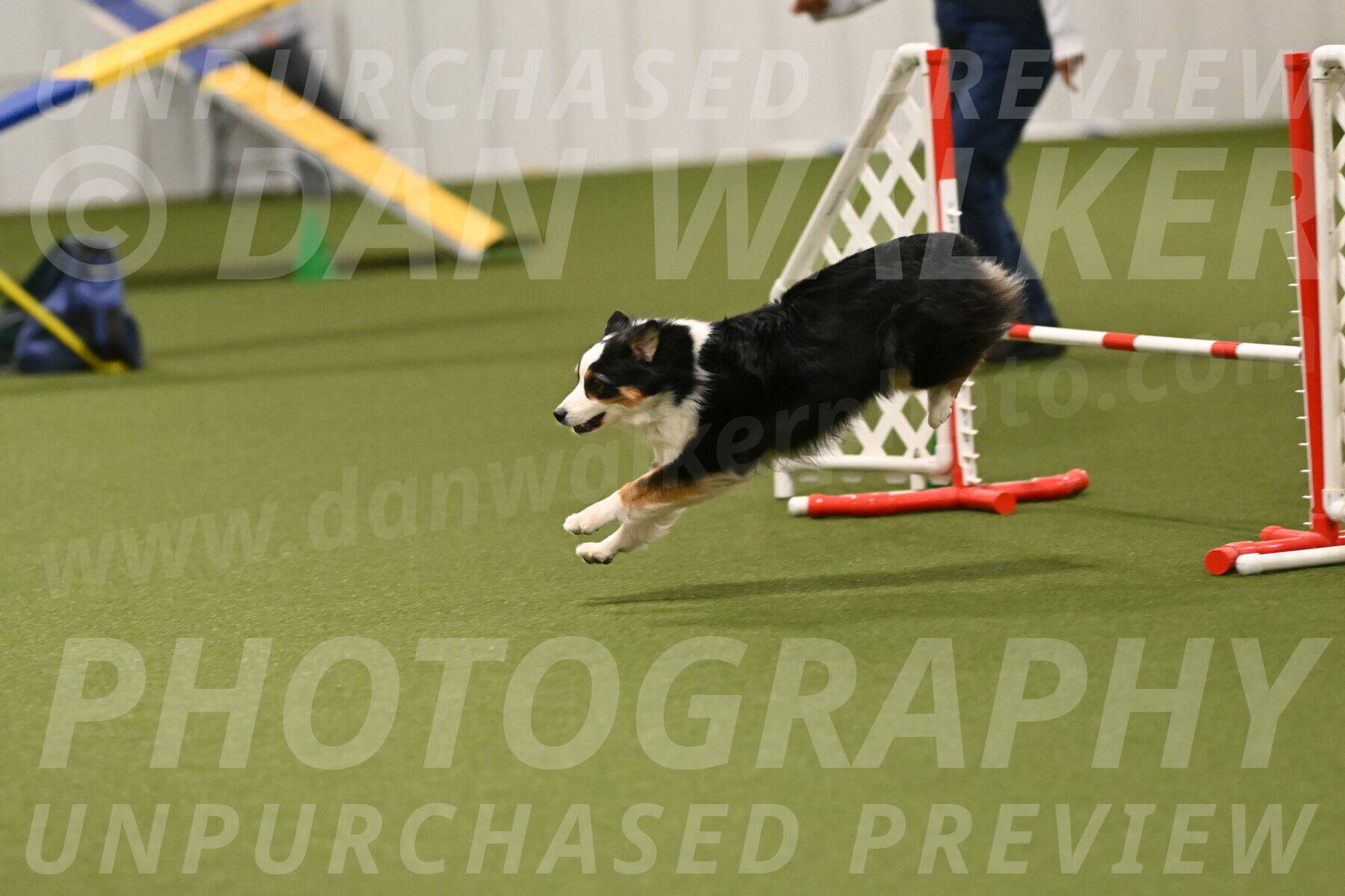 Falcon-Jessica-Murray-06284