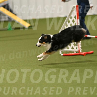 Falcon-Jessica-Murray-06284