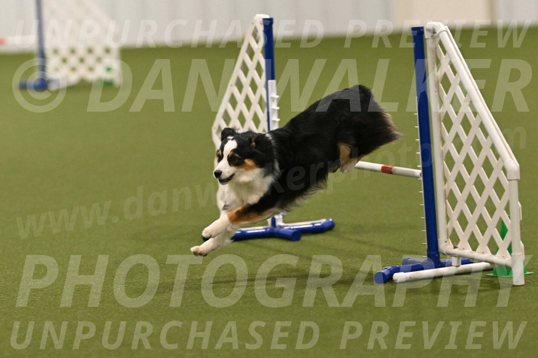 Falcon-Jessica-Murray-06285