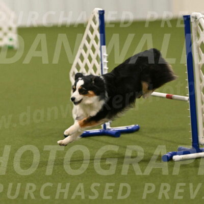 Falcon-Jessica-Murray-06285