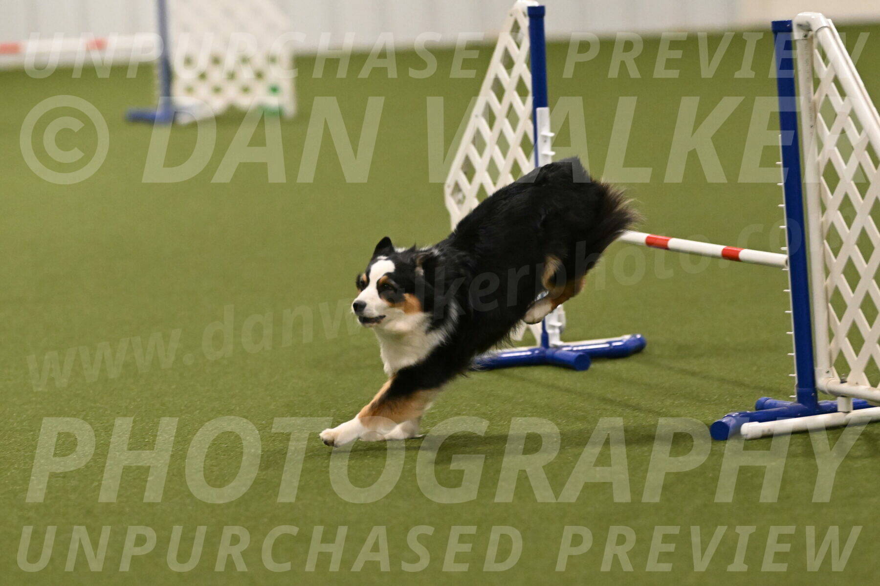 Falcon-Jessica-Murray-06286