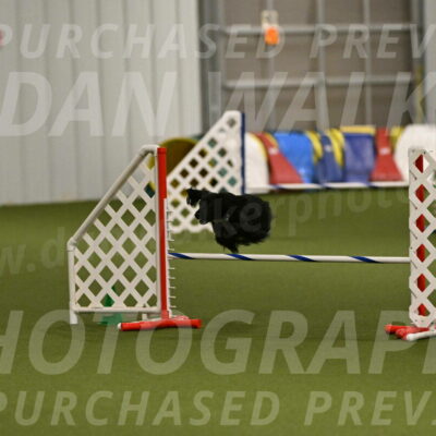 Falcon-Jessica-Murray-06287