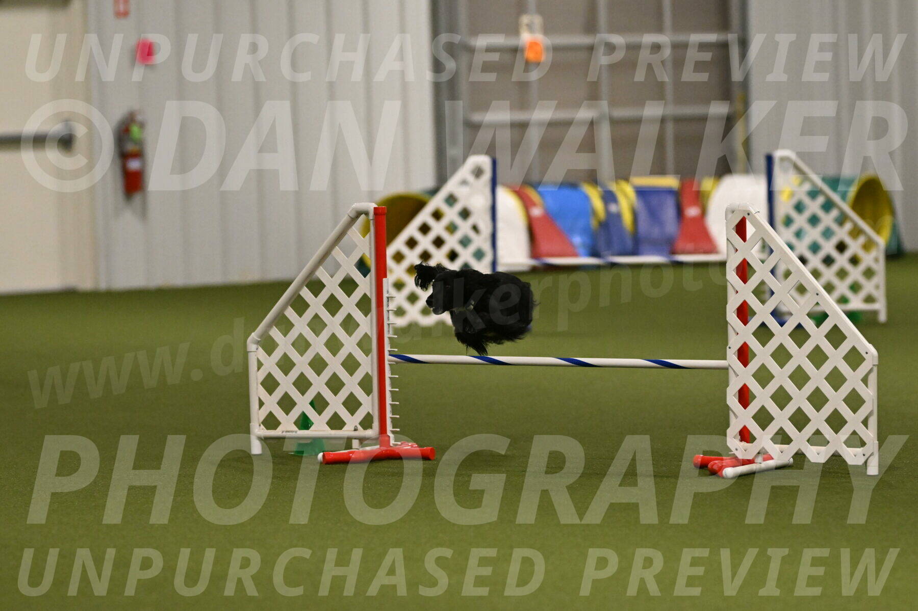 Falcon-Jessica-Murray-06287